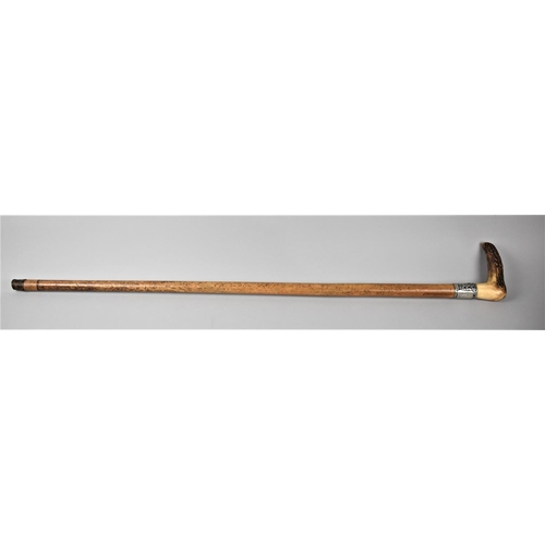 95 - A Victorian Malacca Crop Handled Presentation Walking Stick with Engraved Silver Band, 