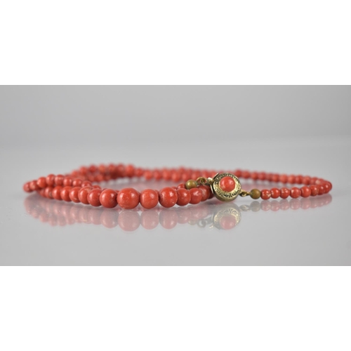 231 - A 19th Century Graduated Red Coral Necklace, Largest Spherical Bead 7mm Diameter on a Gold Metal Cla... 