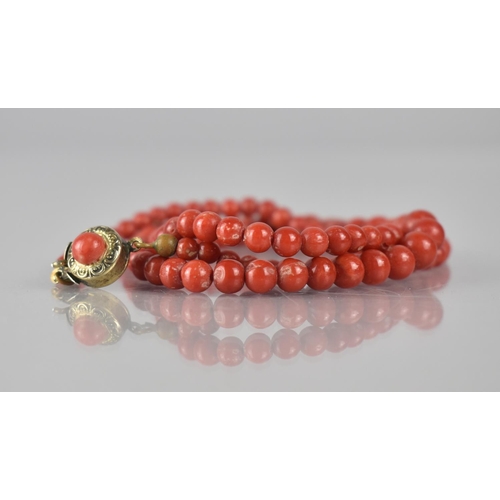 231 - A 19th Century Graduated Red Coral Necklace, Largest Spherical Bead 7mm Diameter on a Gold Metal Cla... 