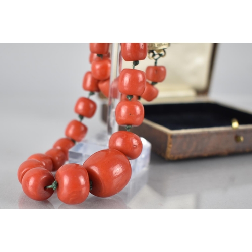 227 - A String of 37 Victorian Graduated Red Coral Beads, Largest 16.5mm by 16mm, Mounted on Green Cotton ... 