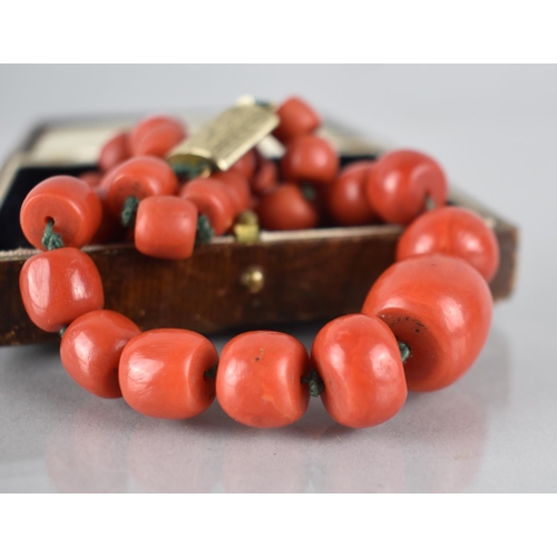 227 - A String of 37 Victorian Graduated Red Coral Beads, Largest 16.5mm by 16mm, Mounted on Green Cotton ... 