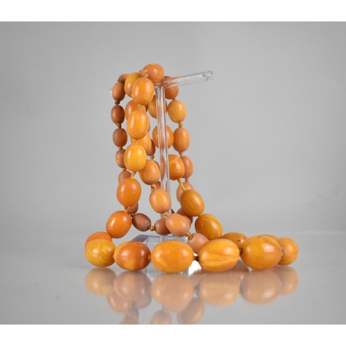 223 - A Victorian String of 54 Graduated Orange Amber Beads, Largest 20mm by 15mm, Approximate Overall Len... 