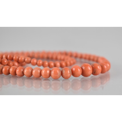 228 - A String of Victorian Ovoid Polished Red Coral Beads, Largest 7mm by 6mm Approx, On Red Cotton Chord... 