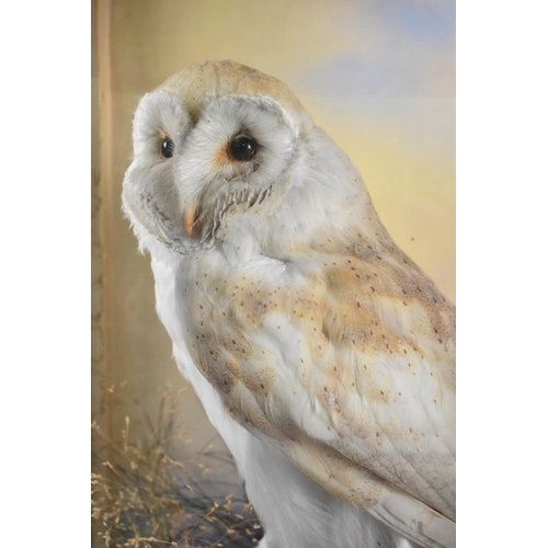 42 - A Cased Taxidermy Study of a Barn Owl, 47cms High and 30cms Wide