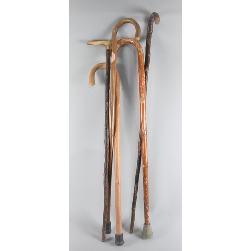 50 - A Collection of Various Walking Sticks, One with Bone Handle