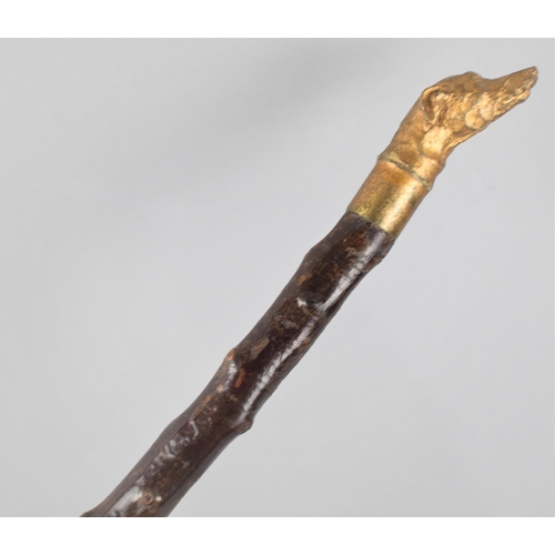 452 - A Novelty Thornwood Walking Cane with Carved and Gilt Painted Greyhound Head Handle, 81cm long