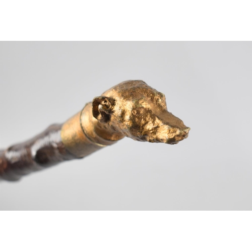 452 - A Novelty Thornwood Walking Cane with Carved and Gilt Painted Greyhound Head Handle, 81cm long