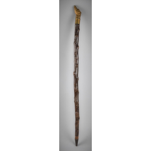 452 - A Novelty Thornwood Walking Cane with Carved and Gilt Painted Greyhound Head Handle, 81cm long