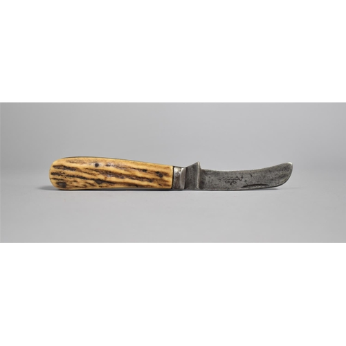 42 - A Vintage Pruning Knife with Stag Horn Scales, Stamped with Makers Name and Cutlers to His Majesty t... 