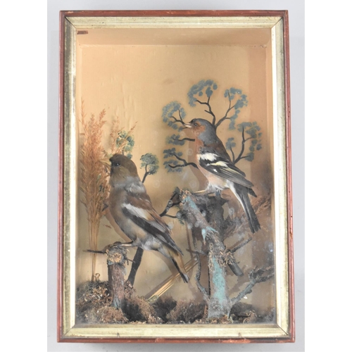 37 - A Cased Taxidermy Study of a Chaffinch and a Hawfinch, 25cms Wide and 36cms High