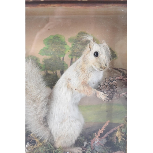 39 - A Cased Taxidermy Study of a Red Squirrel Holding Pine Cone, Naturalistic Setting, 30cms Wide and 29... 