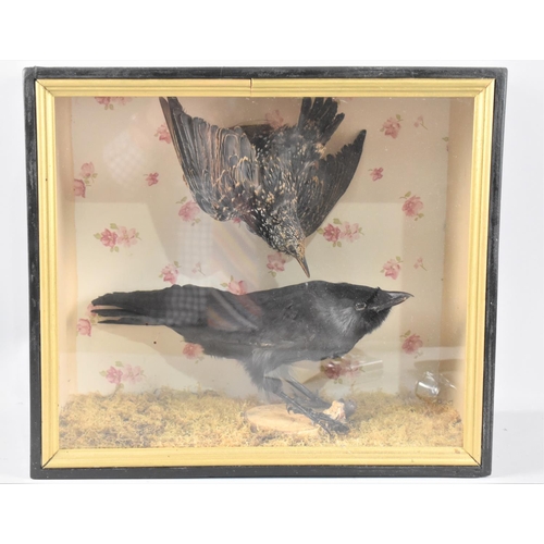 67 - A Cased Taxidermy Study of Starling and Jackdaw, 38cms Wide and 33cms High