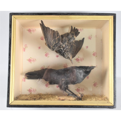 67 - A Cased Taxidermy Study of Starling and Jackdaw, 38cms Wide and 33cms High