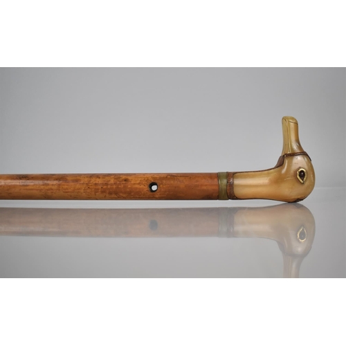 255 - A Nice Quality Early 20th Century Malacca Shafted Walking Stick with Duck Head Handle Formed from Ho... 