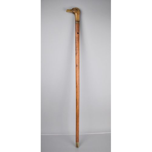 255 - A Nice Quality Early 20th Century Malacca Shafted Walking Stick with Duck Head Handle Formed from Ho... 