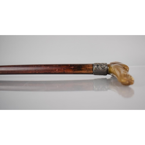 256 - A Victorian Malacca Shafted Walking Stick with Greyhound Handle Formed From Carved Horn (Missing Eye... 