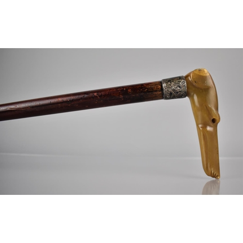 256 - A Victorian Malacca Shafted Walking Stick with Greyhound Handle Formed From Carved Horn (Missing Eye... 