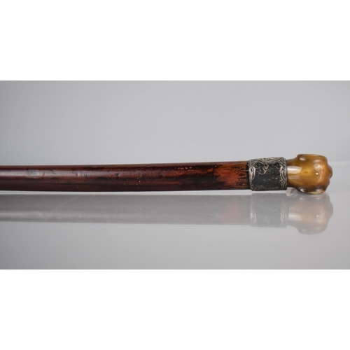 256 - A Victorian Malacca Shafted Walking Stick with Greyhound Handle Formed From Carved Horn (Missing Eye... 