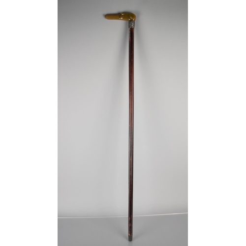 256 - A Victorian Malacca Shafted Walking Stick with Greyhound Handle Formed From Carved Horn (Missing Eye... 