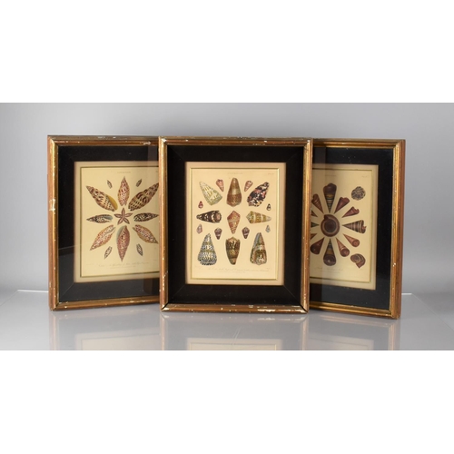 350 - A Set of Three Cushion Framed Hand Coloured Engravings 'Conchology' After J Chapman Published by J W... 