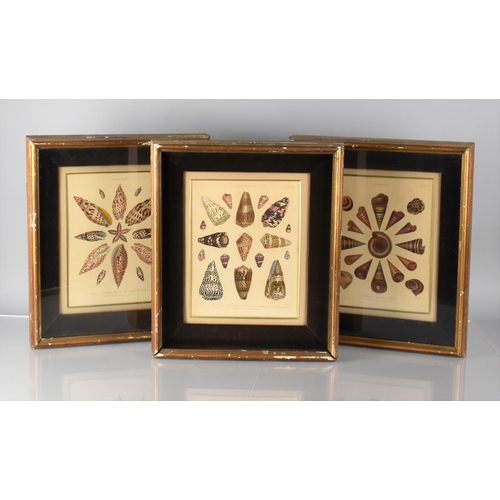 350 - A Set of Three Cushion Framed Hand Coloured Engravings 'Conchology' After J Chapman Published by J W... 