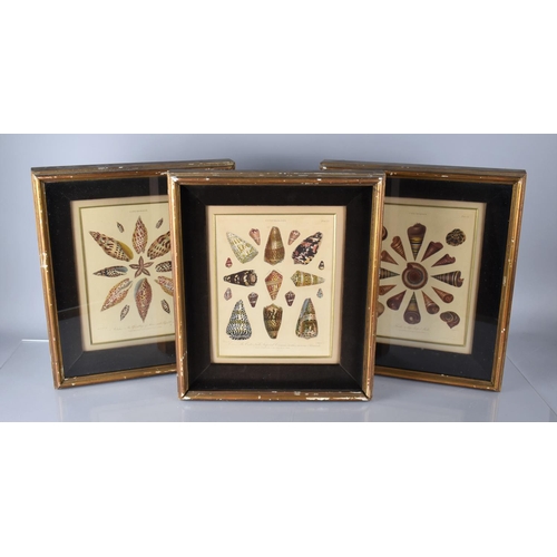 350 - A Set of Three Cushion Framed Hand Coloured Engravings 'Conchology' After J Chapman Published by J W... 