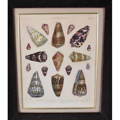 350 - A Set of Three Cushion Framed Hand Coloured Engravings 'Conchology' After J Chapman Published by J W... 