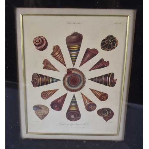 350 - A Set of Three Cushion Framed Hand Coloured Engravings 'Conchology' After J Chapman Published by J W... 