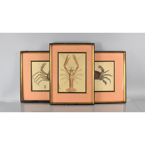 351 - Three Framed Coloured Engravings, Leach (William Elford) and George Brettingham Sowerby Malacostraca... 