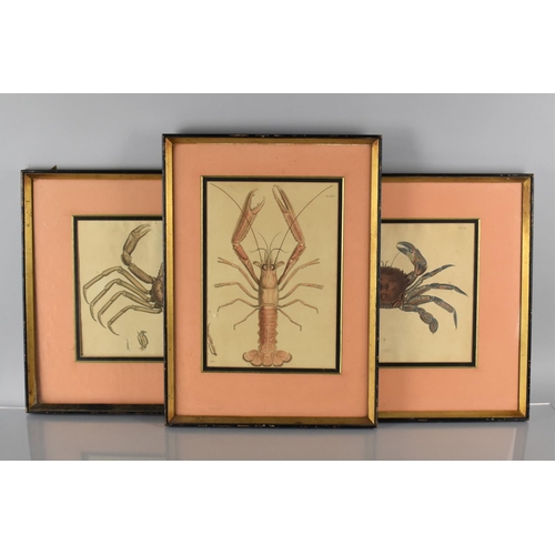 351 - Three Framed Coloured Engravings, Leach (William Elford) and George Brettingham Sowerby Malacostraca... 