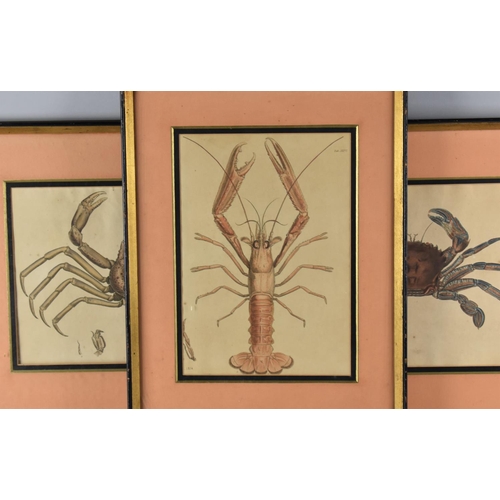 351 - Three Framed Coloured Engravings, Leach (William Elford) and George Brettingham Sowerby Malacostraca... 