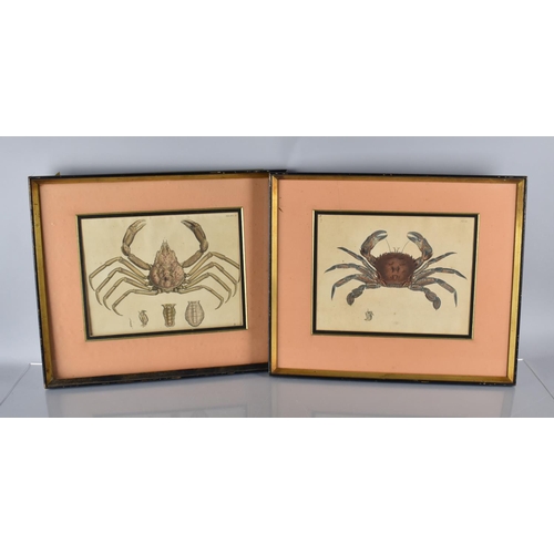 351 - Three Framed Coloured Engravings, Leach (William Elford) and George Brettingham Sowerby Malacostraca... 