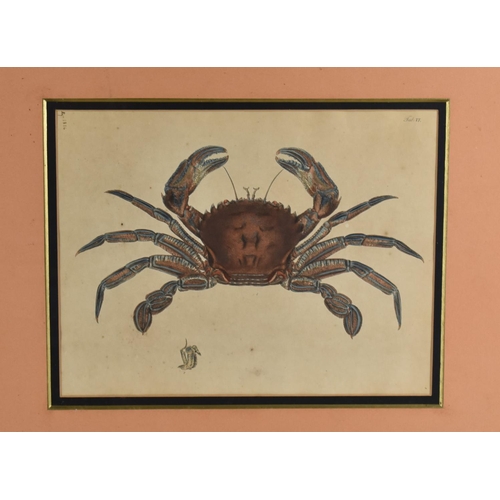 351 - Three Framed Coloured Engravings, Leach (William Elford) and George Brettingham Sowerby Malacostraca... 