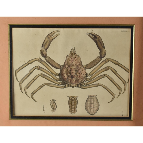 351 - Three Framed Coloured Engravings, Leach (William Elford) and George Brettingham Sowerby Malacostraca... 