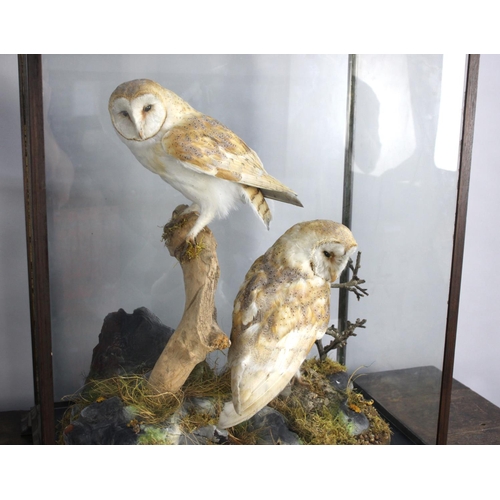 267 - A Large Cased Taxidermy Study of a Pair of Barn Owls Perched on Branch, 57x37x67cms High