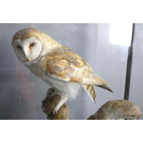 267 - A Large Cased Taxidermy Study of a Pair of Barn Owls Perched on Branch, 57x37x67cms High