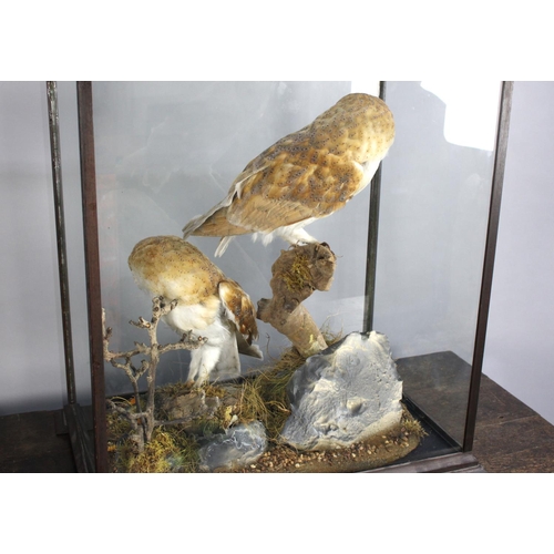 267 - A Large Cased Taxidermy Study of a Pair of Barn Owls Perched on Branch, 57x37x67cms High