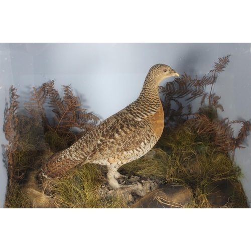 268 - A Large Cased Taxidermy Study of a Female Capercaillie in Naturalistic Setting, 76x43x60cms High