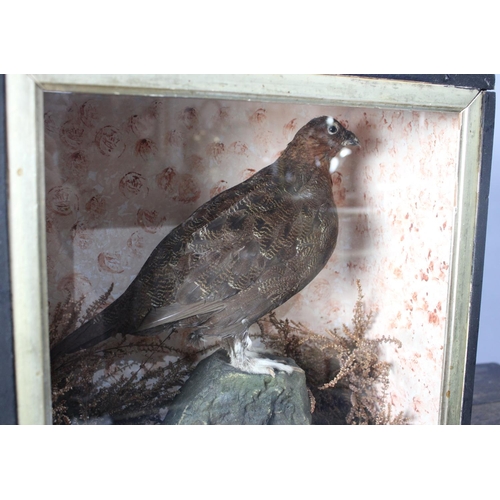 269 - A Cased Taxidermy Study of a Grouse Standing on Rock, 37x19x38cms High