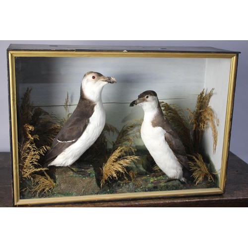 270 - A Cased Taxidermy Study of a Pair of Razorbills, 61x20x42cms