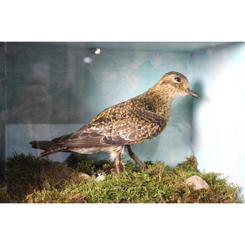 272 - A Cased Taxidermy Study of a Golden Plover, 33x20x24cms