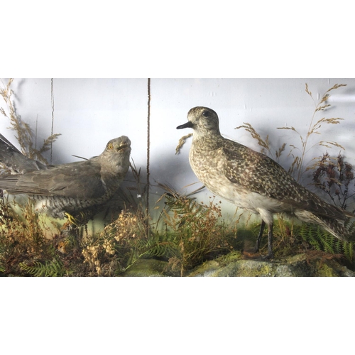 273 - A Cased Taxidermy Study of Cuckoo and a Golden Plover in Naturalistic Setting, 59x18x34cms High