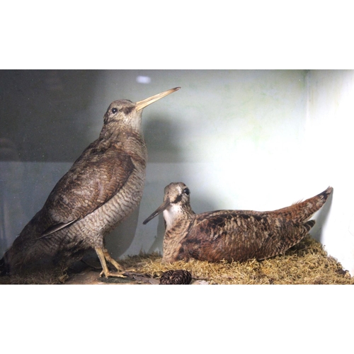 275 - A Cased Taxidermy Study of a Pair of Woodcock 46x22x31cms High