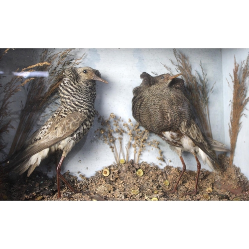 276 - A Cased Pair of Taxidermy Ruffs in Naturalistic Setting, 54x14x38cms High