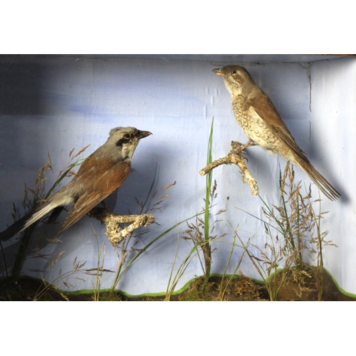 277 - A Cased Taxidermy Study of a Pair of Red Backed Shrike, 40x12x29 High