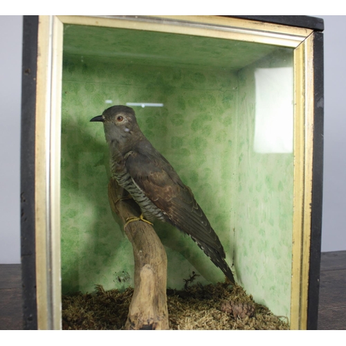 278 - A Cased Taxidermy Study of a Cuckoo, 27x18.5x34cms High