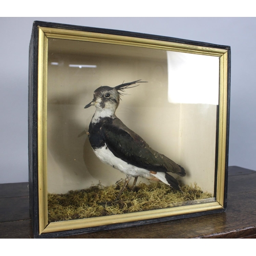 279 - A Cased Taxidermy Study of a Lapwing, 36x16x32cms