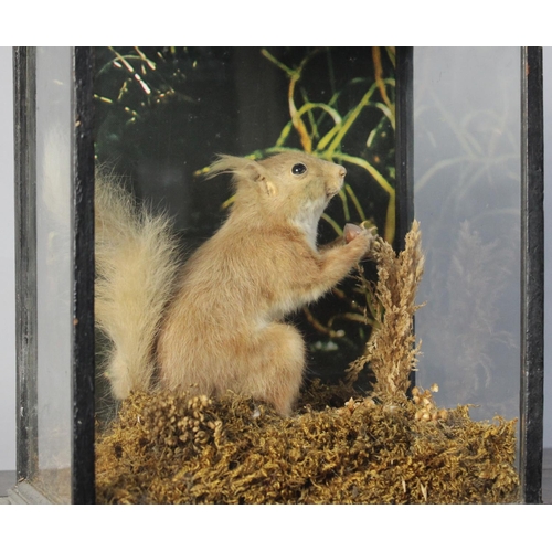 280 - A Taxidermy Study of a Red Squirrel Holding an Acorn, 30x26x34cms High