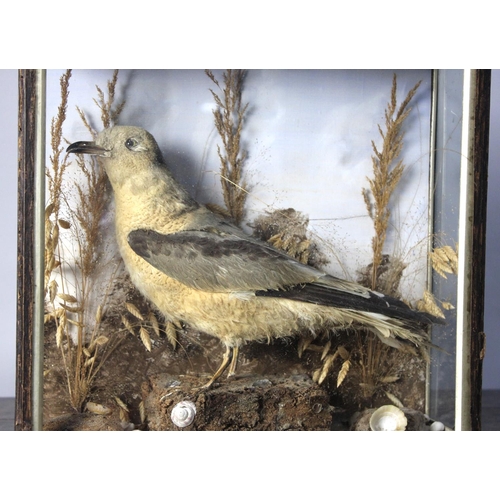 281 - A Cased Taxidermy Study of Young Gull in Naturalistic Setting