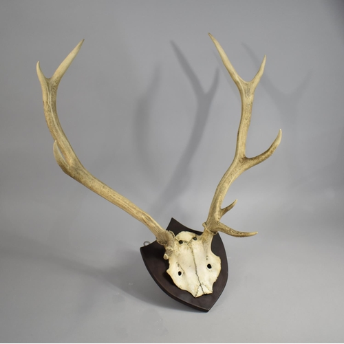 190 - A Pair of Five Point Trophy Antlers on Shield Wall Hanging Plinth